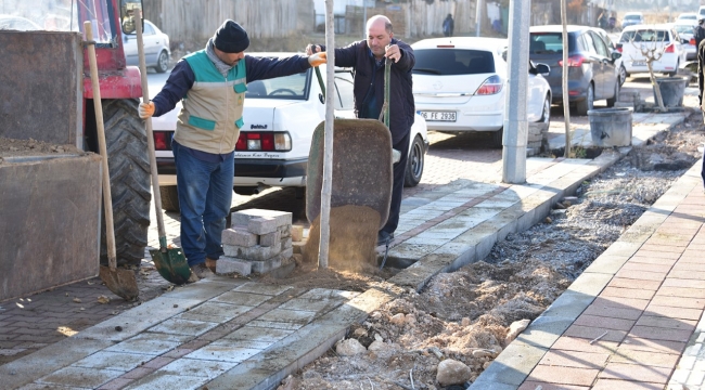 Büyükşehir de kış dönemi ağaç dikimi