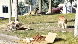 Büyükşehir sokak hayvanlarını ihmal etmedi.