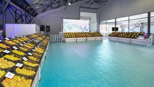 200 Üreticinin katılımıyla yaş kayısı yarışması yapıldı