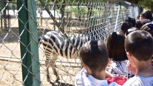 Yaz okulu öğrencileri hayvanat bahçesini gezdi