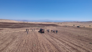 Arguvan 'da nohut hasatı