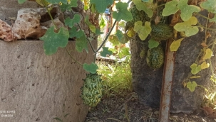 Arguvan'da boynuzlu kavun süprizi