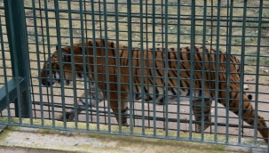 OrduzuTurgut Özal Tabiat Parkı Hayvanat Bahçesine Yoğun İlgi
