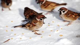 Battalgazi belediyesinden içimizi ısıtan hareketler
