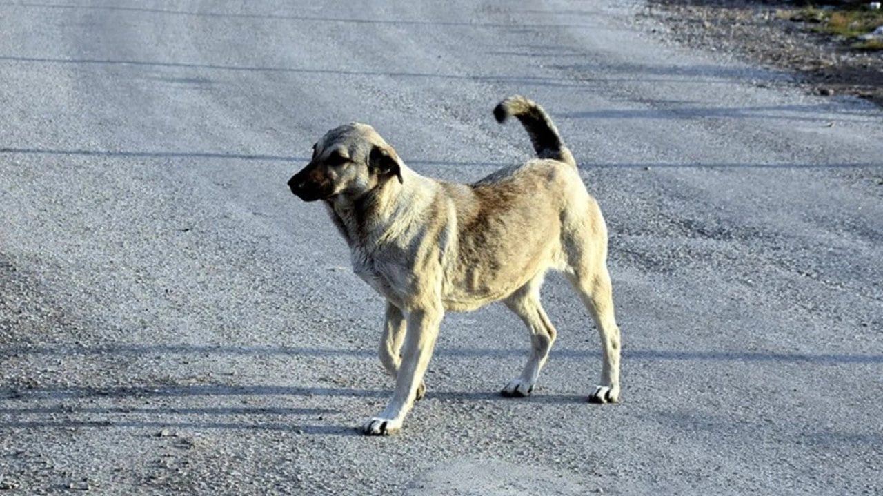 Başıboş Köpekler Her Yerde