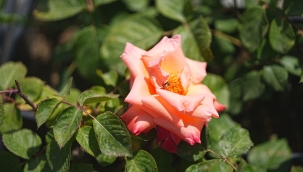 Battalgazide bahar kendi çiçekleriyle daha güzel
